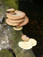 <i>Polyporus squamosus</i> resmi