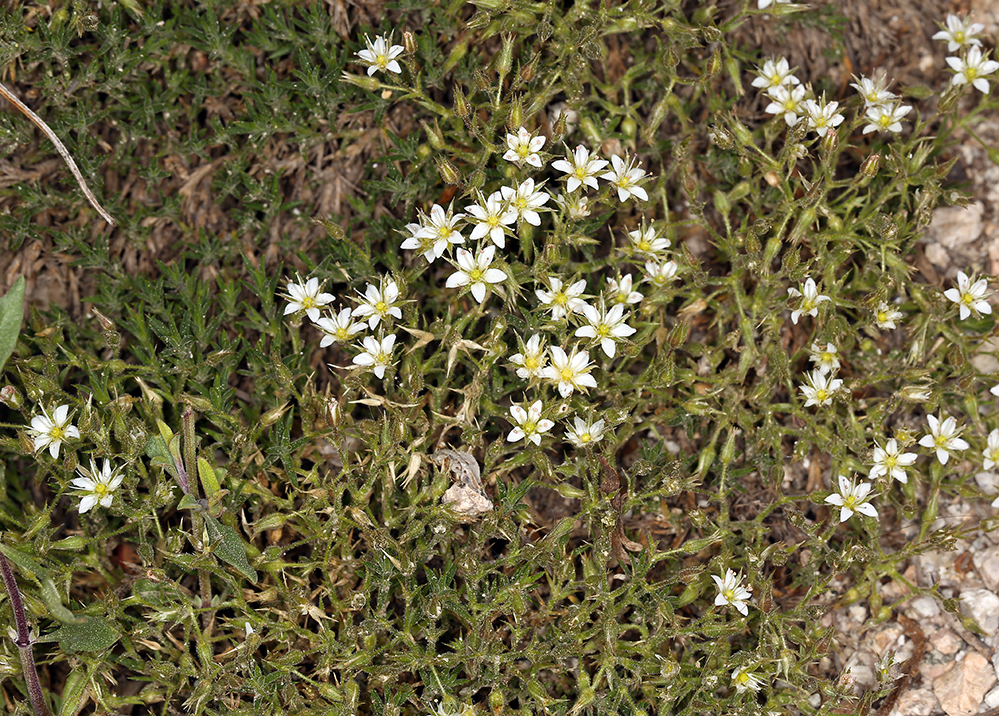 Image of <i>Minuartia nuttallii</i> ssp. <i>gracilis</i>