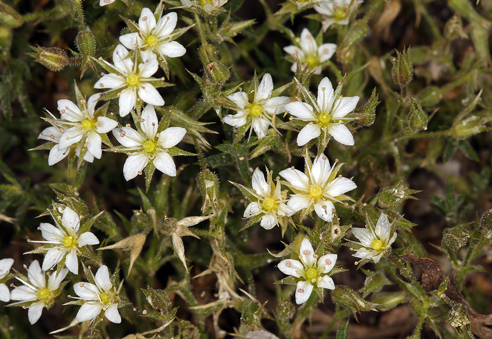 Image of <i>Minuartia nuttallii</i> ssp. <i>gracilis</i>