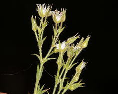 Image of <i>Minuartia nuttallii</i> ssp. <i>gracilis</i>