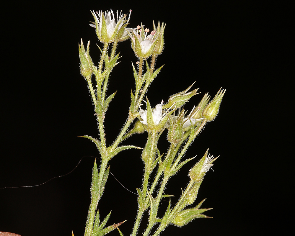 Image of <i>Minuartia nuttallii</i> ssp. <i>gracilis</i>