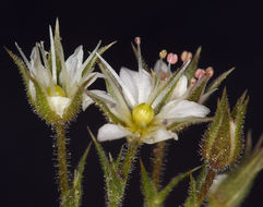 Image of <i>Minuartia nuttallii</i> ssp. <i>gracilis</i>