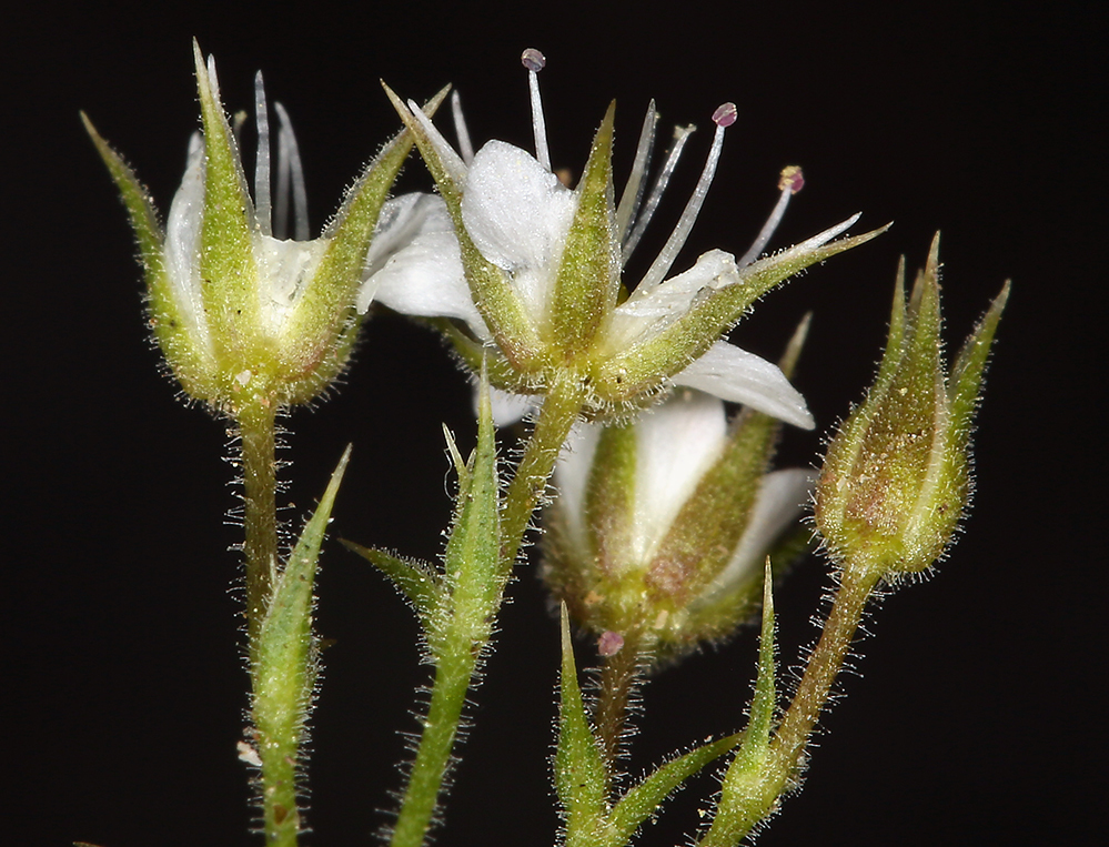 Image of <i>Minuartia nuttallii</i> ssp. <i>gracilis</i>