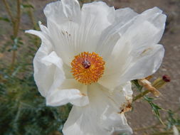 Image of Chisos Mountain pricklypoppy