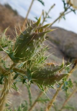 Image of Chisos Mountain pricklypoppy