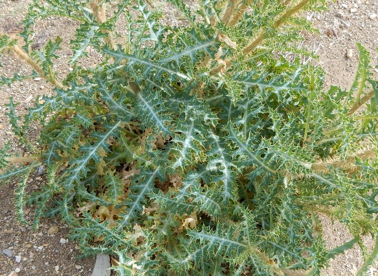 Image of Chisos Mountain pricklypoppy