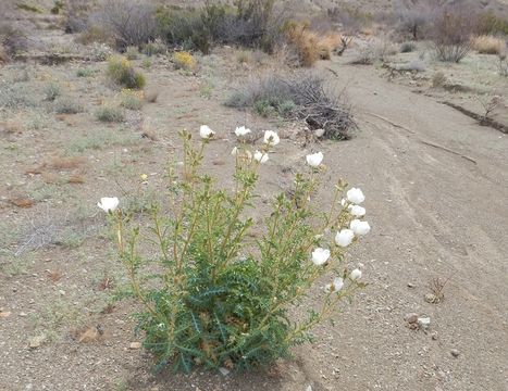 Image of Chisos Mountain pricklypoppy