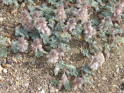 Image of downy prairie clover