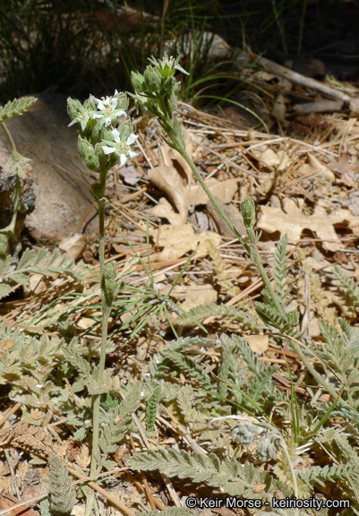 Image of Rydberg's horkelia