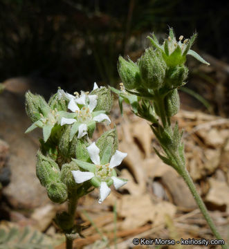 Image of Rydberg's horkelia