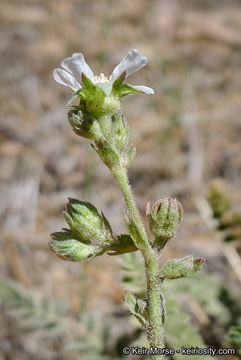 Image of Rydberg's horkelia