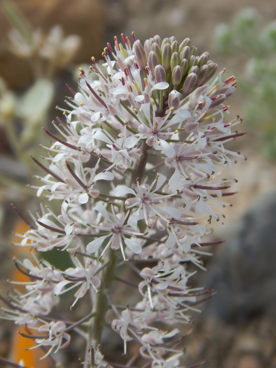 Image of Marble Canyon winged rockcress