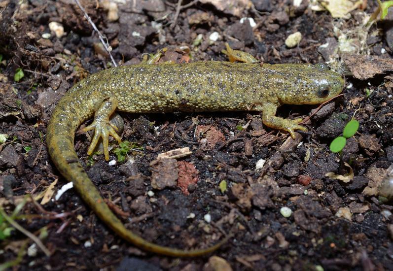 Image of Algerian newt