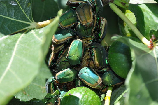 Image of figeater beetle