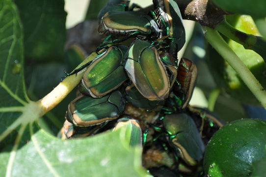 Image of figeater beetle