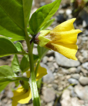 Image of Mexican groundcherry