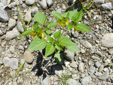 Image of Mexican groundcherry