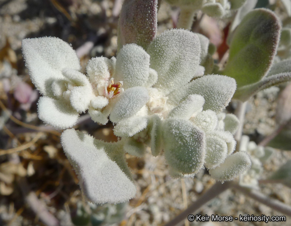 Imagem de Tidestromia suffruticosa var. oblongifolia (S. Wats.) Sánchez del Pino & Flores Olvera