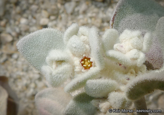 Imagem de Tidestromia suffruticosa var. oblongifolia (S. Wats.) Sánchez del Pino & Flores Olvera