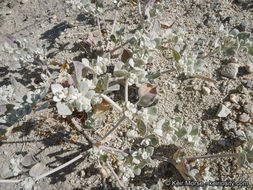 Imagem de Tidestromia suffruticosa var. oblongifolia (S. Wats.) Sánchez del Pino & Flores Olvera