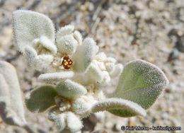 Imagem de Tidestromia suffruticosa var. oblongifolia (S. Wats.) Sánchez del Pino & Flores Olvera