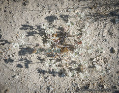 Imagem de Tidestromia suffruticosa var. oblongifolia (S. Wats.) Sánchez del Pino & Flores Olvera