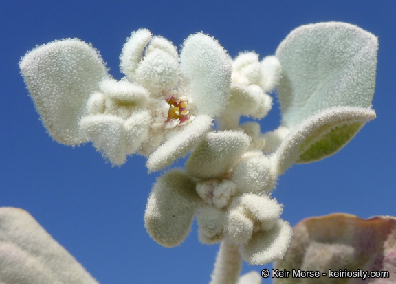 Imagem de Tidestromia suffruticosa var. oblongifolia (S. Wats.) Sánchez del Pino & Flores Olvera