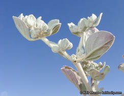 Imagem de Tidestromia suffruticosa var. oblongifolia (S. Wats.) Sánchez del Pino & Flores Olvera