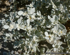 Imagem de Tidestromia suffruticosa var. oblongifolia (S. Wats.) Sánchez del Pino & Flores Olvera