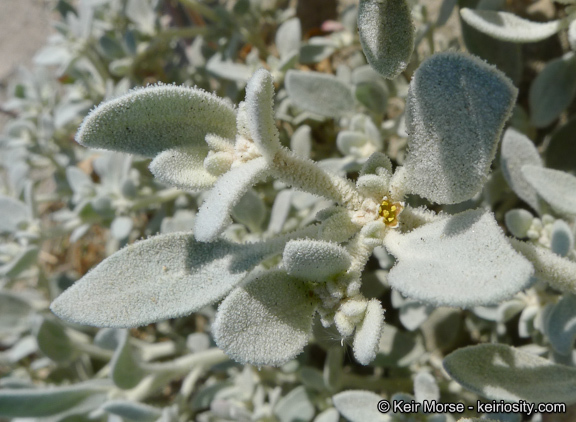 Imagem de Tidestromia suffruticosa var. oblongifolia (S. Wats.) Sánchez del Pino & Flores Olvera