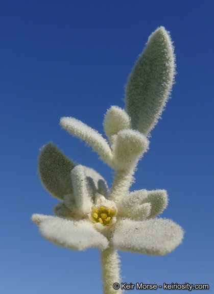 Imagem de Tidestromia suffruticosa var. oblongifolia (S. Wats.) Sánchez del Pino & Flores Olvera