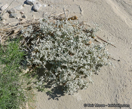 Imagem de Tidestromia suffruticosa var. oblongifolia (S. Wats.) Sánchez del Pino & Flores Olvera