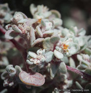 Imagem de Tidestromia suffruticosa var. oblongifolia (S. Wats.) Sánchez del Pino & Flores Olvera