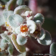 Imagem de Tidestromia suffruticosa var. oblongifolia (S. Wats.) Sánchez del Pino & Flores Olvera