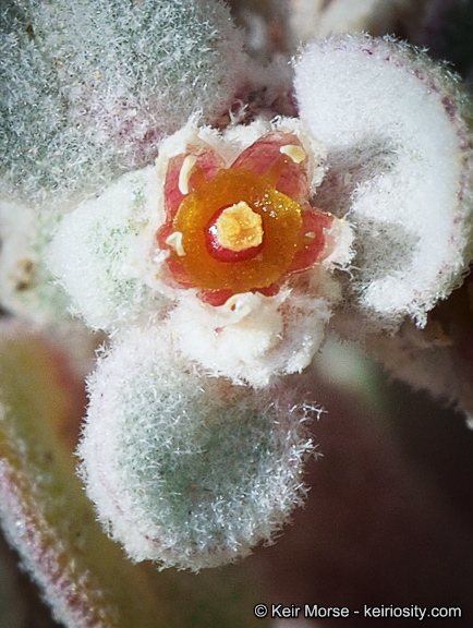 Imagem de Tidestromia suffruticosa var. oblongifolia (S. Wats.) Sánchez del Pino & Flores Olvera