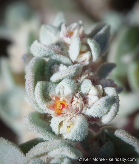 Imagem de Tidestromia suffruticosa var. oblongifolia (S. Wats.) Sánchez del Pino & Flores Olvera