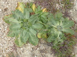 Eryngium armatum (S. Wats.) Coult. & Rose resmi