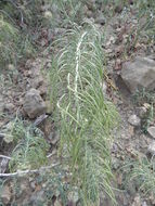 Image of Marble Canyon winged rockcress