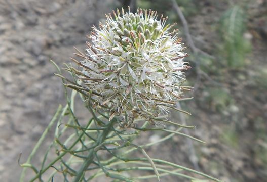 Image of Marble Canyon winged rockcress