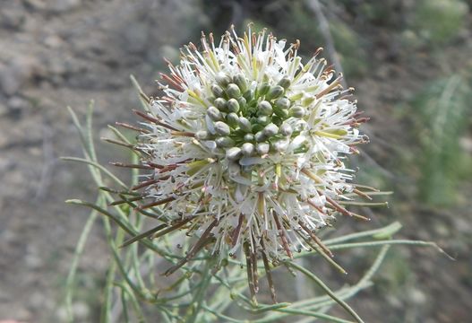 Image of Marble Canyon winged rockcress