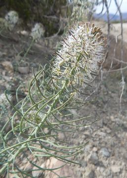 Image of Marble Canyon winged rockcress