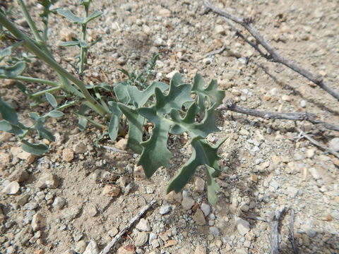 Image of Marble Canyon winged rockcress