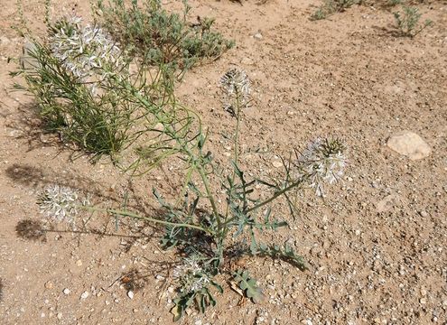 Image of Marble Canyon winged rockcress