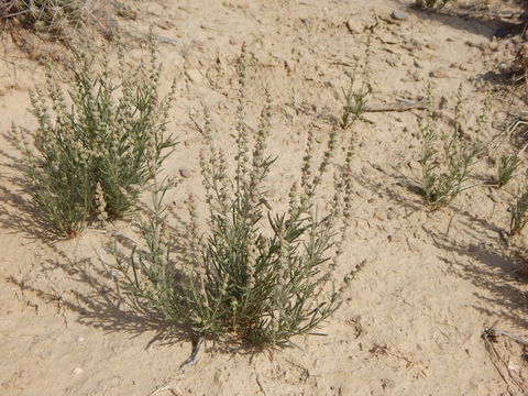 Image of lineleaf whitepuff