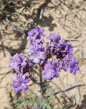 Image of Pope's phacelia