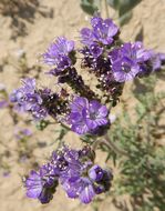 Image of Pope's phacelia