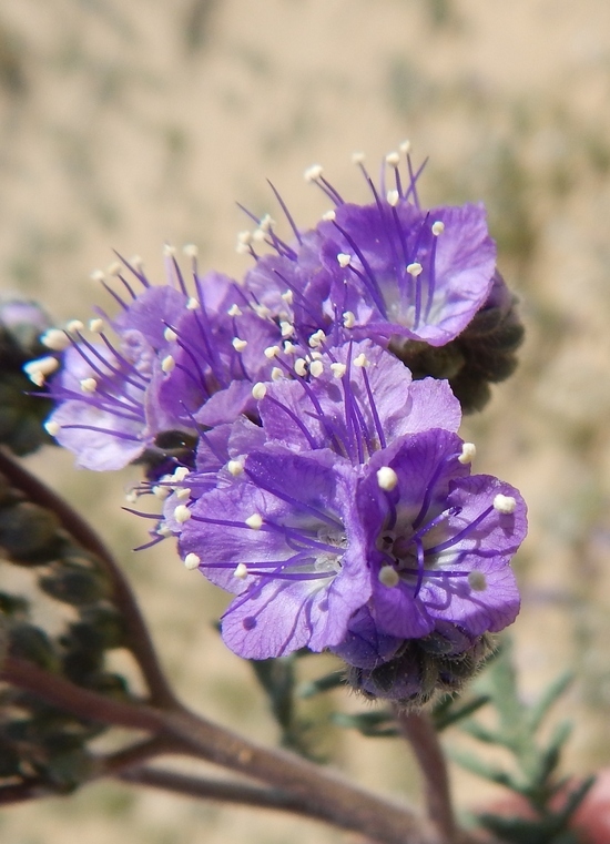 Image of Pope's phacelia