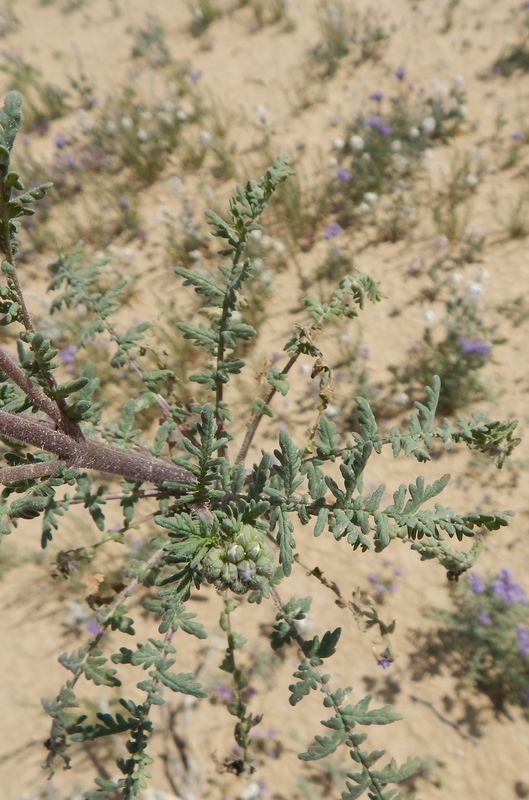 Image of Pope's phacelia