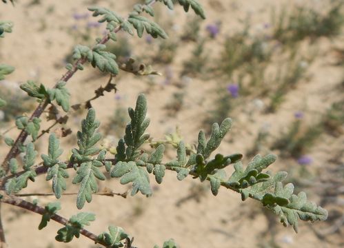 Image of Pope's phacelia