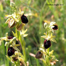 Image of <i>Ophrys tarentina</i>